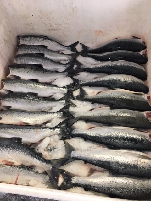 ASL Sockeye 2.JPG